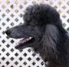 A photo of Timber Ridges Always N Forever, a blue standard poodle