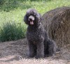 A photo of Timber Ridges Always N Forever, a blue standard poodle