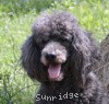 A photo of Timber Ridges Always N Forever, a blue standard poodle