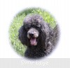 A photo of Timber Ridges Always N Forever, a blue standard poodle