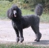 A photo of Timber Ridges Always N Forever, a blue standard poodle