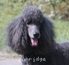 A photo of Timber Ridges Always N Forever, a blue standard poodle