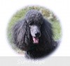 A photo of Timber Ridges Always N Forever, a blue standard poodle