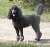 A picture of Timber Ridges Always N Forever, a blue standard poodle