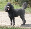 A photo of Timber Ridges Always N Forever, a blue standard poodle