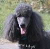 A photo of Timber Ridges Always N Forever, a blue standard poodle