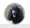 A photo of Timber Ridges Always N Forever, a blue standard poodle