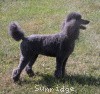 A photo of Timber Ridges Always N Forever, a blue standard poodle