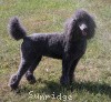 A photo of Timber Ridges Always N Forever, a blue standard poodle