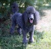 A photo of Timber Ridges Always N Forever, a blue standard poodle