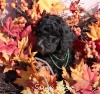 A photo of Sunridge Gallant Midnight Warrior, a silver standard poodle