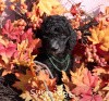 A photo of Sunridge Gallant Midnight Warrior, a silver standard poodle