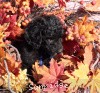 A photo of Sunridge Midnight Warrior Prince, a silver standard poodle