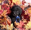 A photo of Sunridge Midnight Warrior Prince, a silver standard poodle