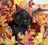 A photo of Sunridge Midnight Warrior Prince, a silver standard poodle