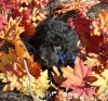 A photo of Sunridge Midnight Warrior Prince, a silver standard poodle