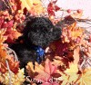 A photo of Sunridge Midnight Warrior Prince, a silver standard poodle