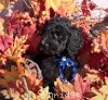 A photo of Sunridge Midnight Warrior Prince, a silver standard poodle