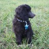 A photo of Sunridge Midnight Warrior Prince, a silver standard poodle