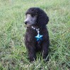 A photo of Sunridge Midnight Warrior Prince, a silver standard poodle