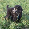 A photo of Sunridge Midnight Warrior Prince, a silver standard poodle