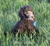 A photo of Sunridge Midnight Warrior Prince, a silver standard poodle