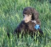 A photo of Sunridge Midnight Warrior Prince, a silver standard poodle