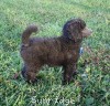 A photo of Sunridge Midnight Warrior Prince, a silver standard poodle