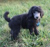 A photo of Sunridge Midnight Warrior Prince, a silver standard poodle