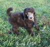 A photo of Sunridge Midnight Warrior Prince, a silver standard poodle