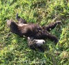 A photo of Sunridge Gallant Midnight Warrior, a silver standard poodle