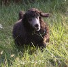 A photo of Sunridge Gallant Midnight Warrior, a silver standard poodle