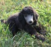 A photo of Sunridge Gallant Midnight Warrior, a silver standard poodle