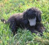 A photo of Sunridge Gallant Midnight Warrior, a silver standard poodle