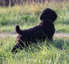 A photo of Sunridge Gallant Midnight Warrior, a silver standard poodle