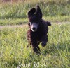 A photo of Sunridge Gallant Midnight Warrior, a silver standard poodle