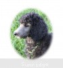 A photo of Sunridge Gallant Midnight Warrior, a silver standard poodle