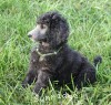 A photo of Sunridge Gallant Midnight Warrior, a silver standard poodle