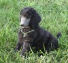 A photo of Sunridge Gallant Midnight Warrior, a silver standard poodle