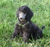 A photo of Sunridge Gallant Midnight Warrior, a silver standard poodle