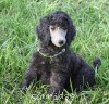 A photo of Sunridge Gallant Midnight Warrior, a silver standard poodle