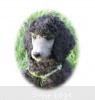 A photo of Sunridge Gallant Midnight Warrior, a silver standard poodle