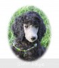 A photo of Sunridge Gallant Midnight Warrior, a silver standard poodle