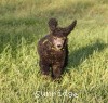 A photo of Sunridge Gallant Midnight Warrior, a silver standard poodle