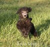 A photo of Sunridge Gallant Midnight Warrior, a silver standard poodle