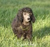 A photo of Sunridge Gallant Midnight Warrior, a silver standard poodle