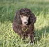 A photo of Sunridge Gallant Midnight Warrior, a silver standard poodle