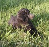 A photo of Sunridge Gallant Midnight Warrior, a silver standard poodle