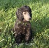 A photo of Sunridge Gallant Midnight Warrior, a silver standard poodle