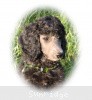 A photo of Sunridge Gallant Midnight Warrior, a silver standard poodle